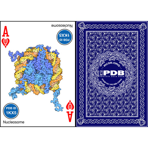 PDB50 Playing Cards