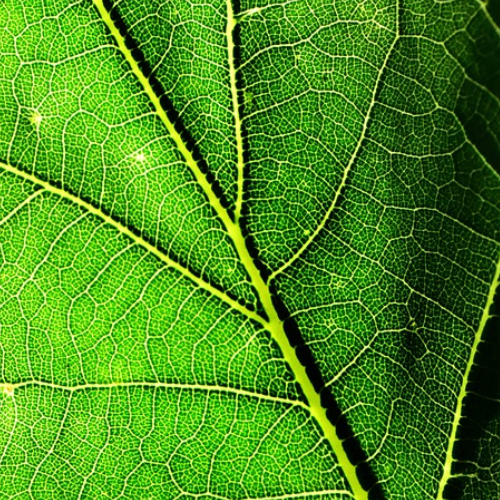 An Arboreal Ogam